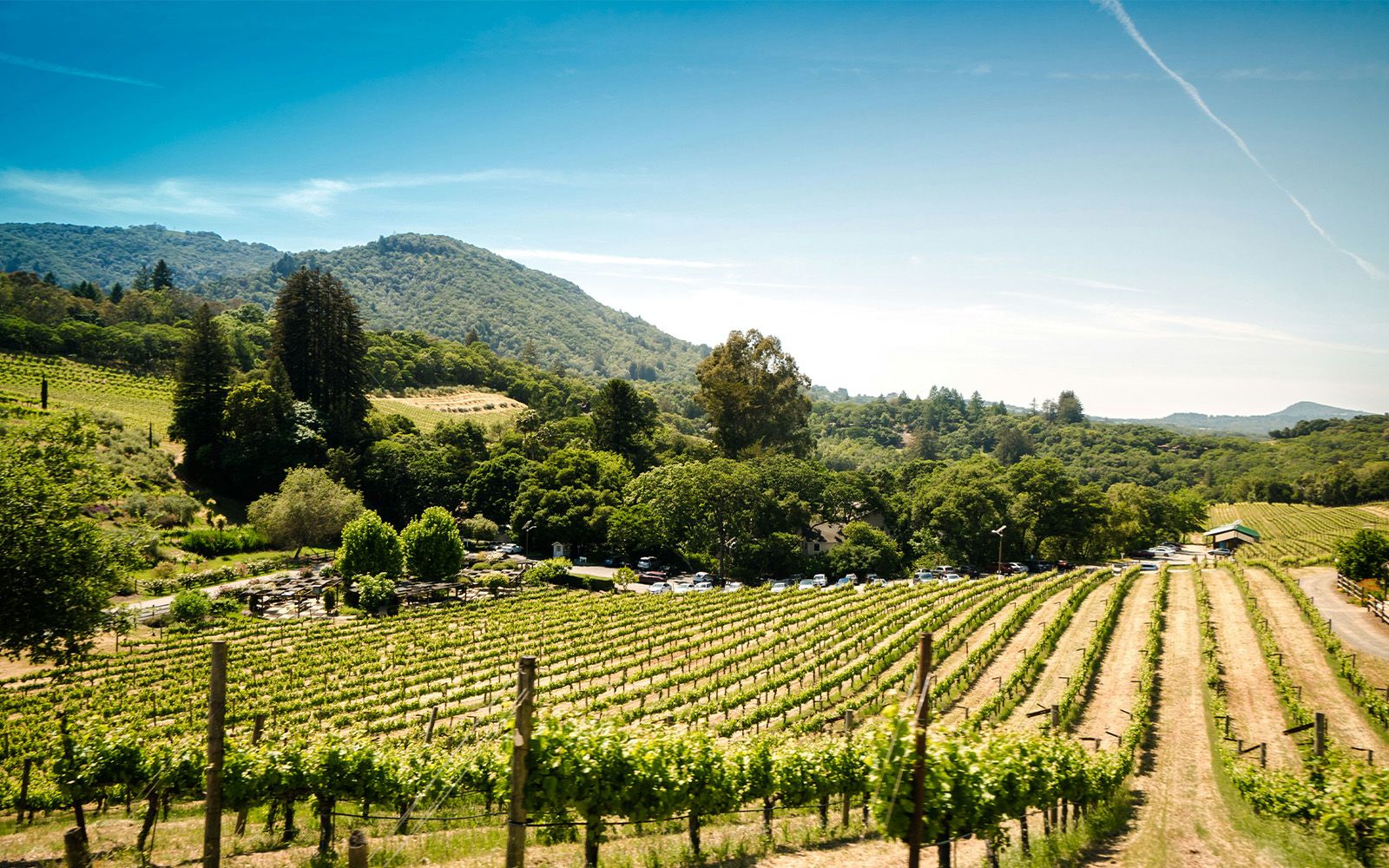 Vineyard rows in wine country