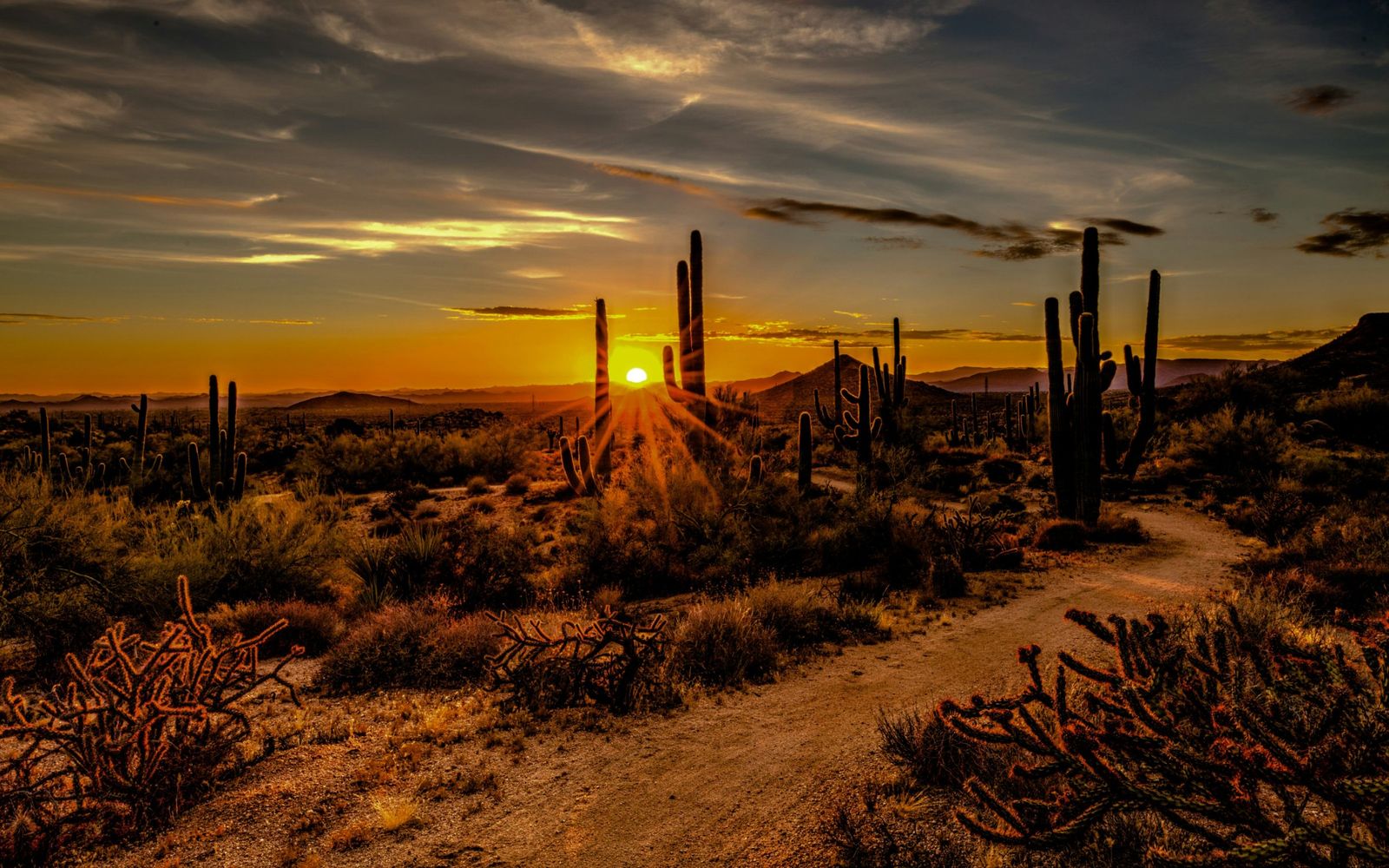 Saguaro cactus and desert trail at sunset in the Sonoran Desert